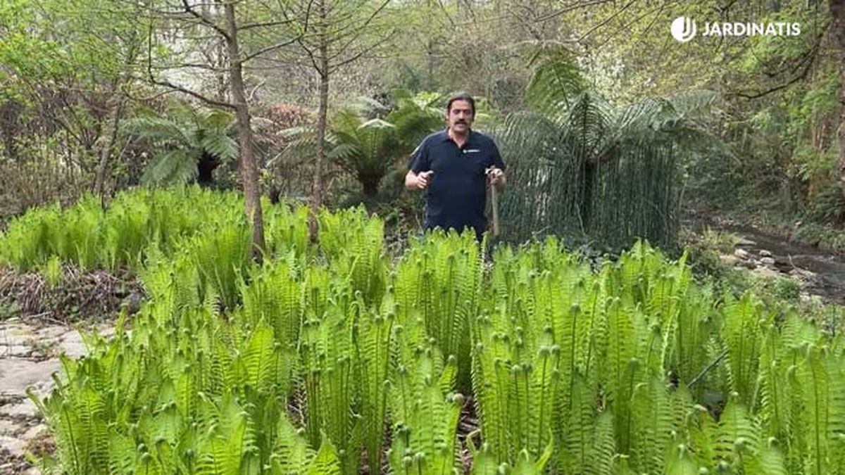 helecho avestruz helecho matteuccia struthiopteris jardinatis 22 12