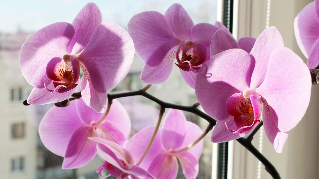 reproducir phalaenopsis en casa xl