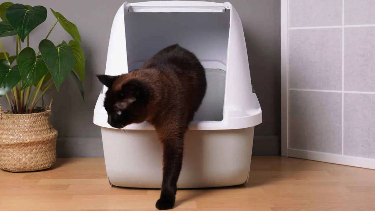 areneros cerrado para gatos 5 (1)