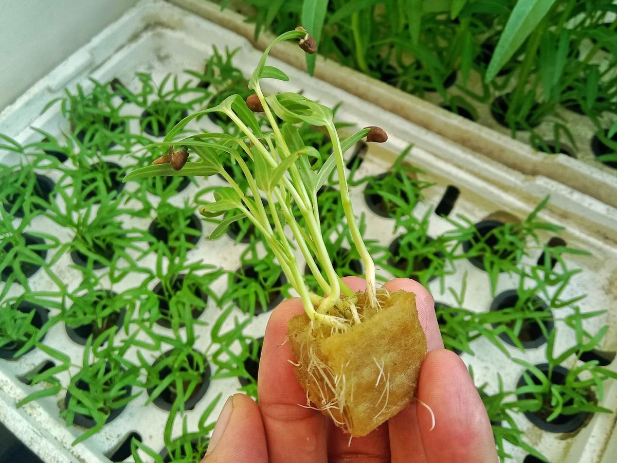 Cultivo hidropónico