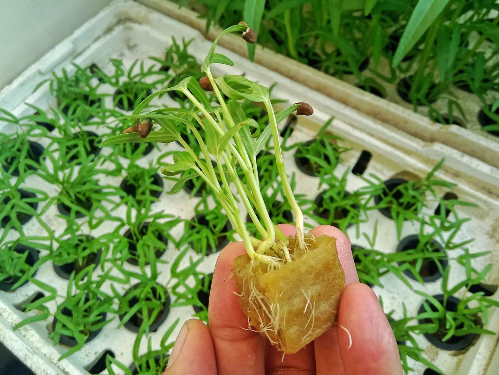Cultivo hidropónico