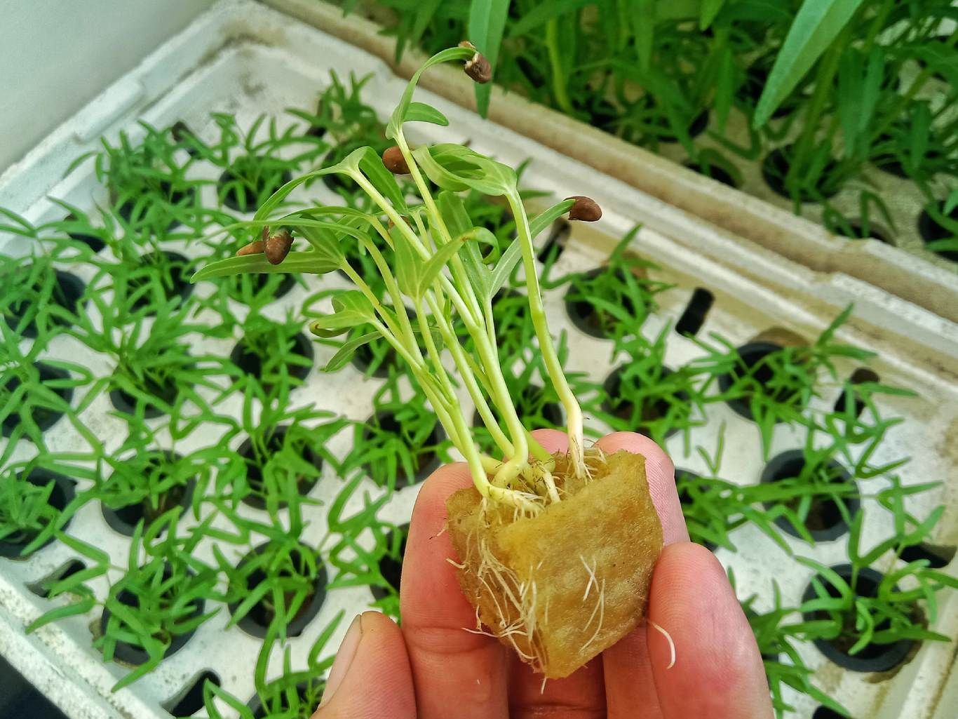 Cultivo hidropónico