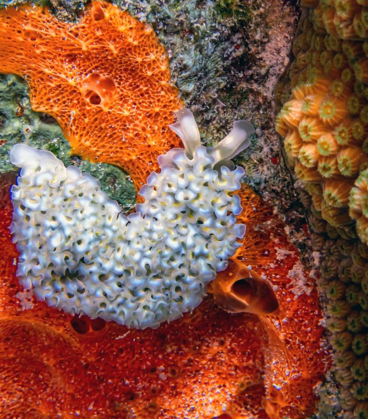 Al producir tu propio alimento tienes una relativa independencia del resto de organismos.