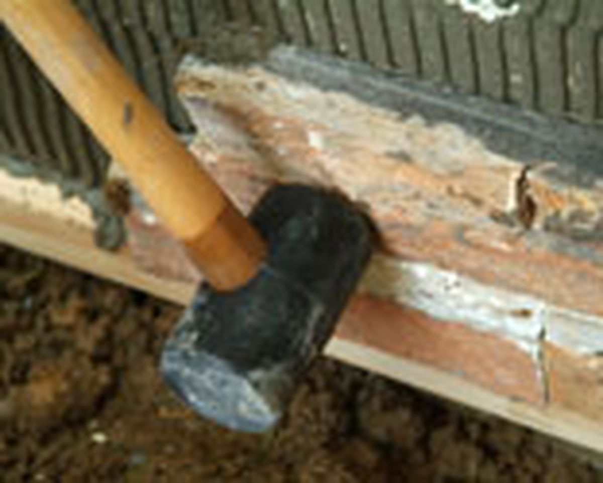 462 pied nat ext p15