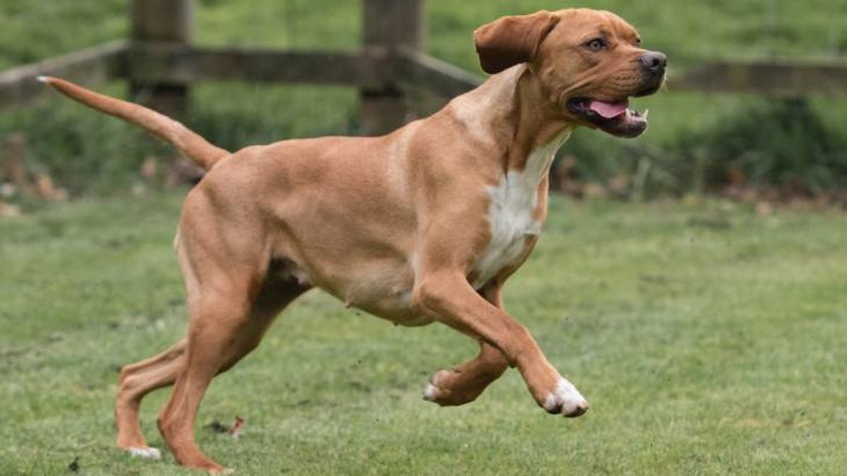 Cuidados necesarios del Perdiguero Portugués