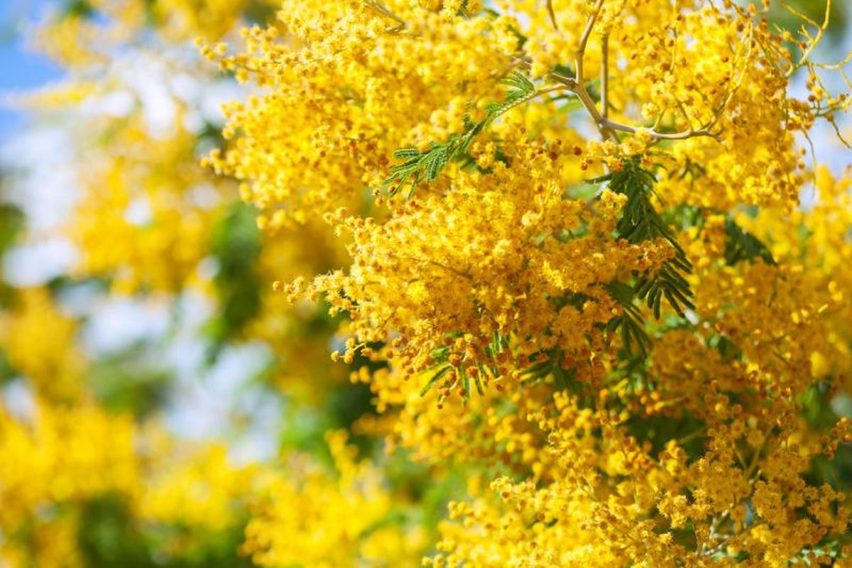 Acacia dealbata.