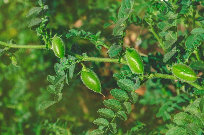 Plantando garbanzos enriquecemos de nitrógeno nuestro suelo para que posteriores cultivos.