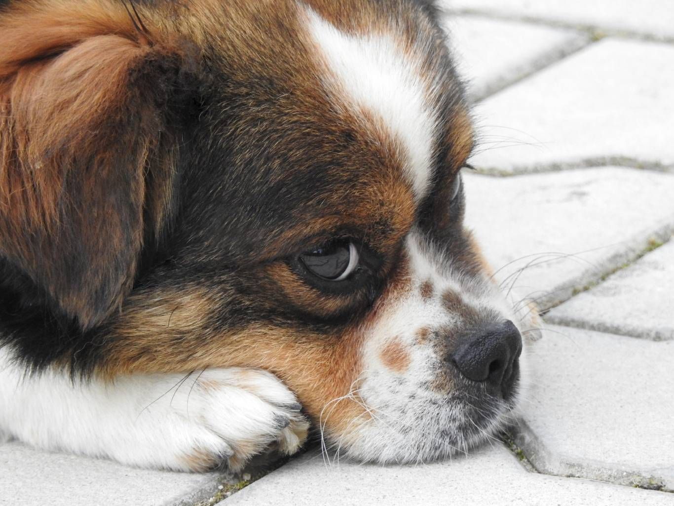 Hay muchas maneras de prevenir el contagio de nuestras mascotas.