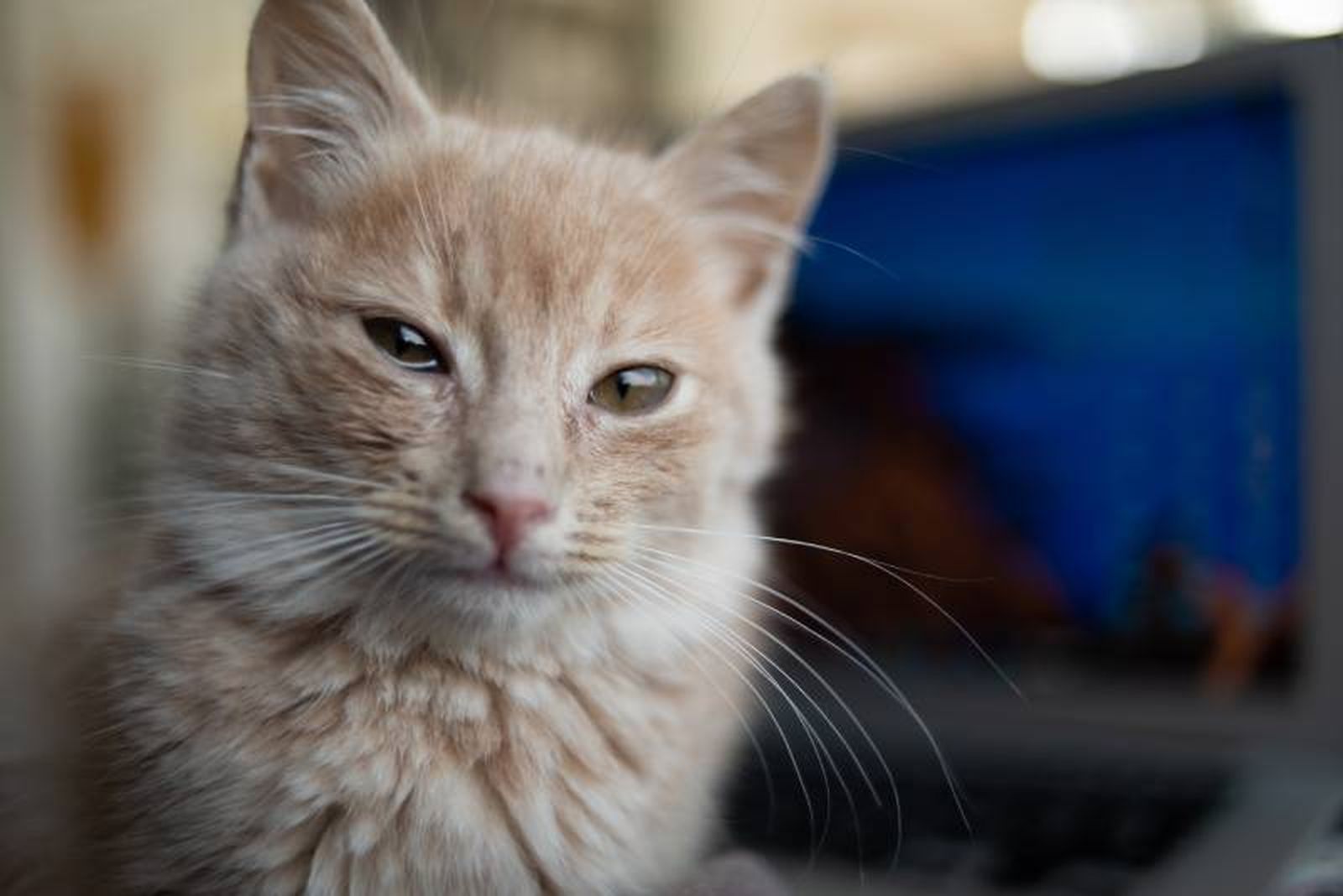 Tanto los gatos jóvenes como adultos emiten estos sonidos durante las horas nocturnas.