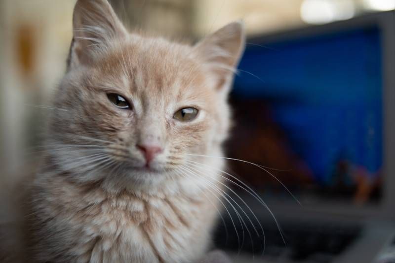Tanto los gatos jóvenes como adultos emiten estos sonidos durante las horas nocturnas.