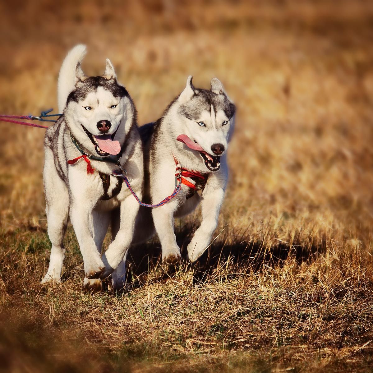 mascotas perros pruebas canicross