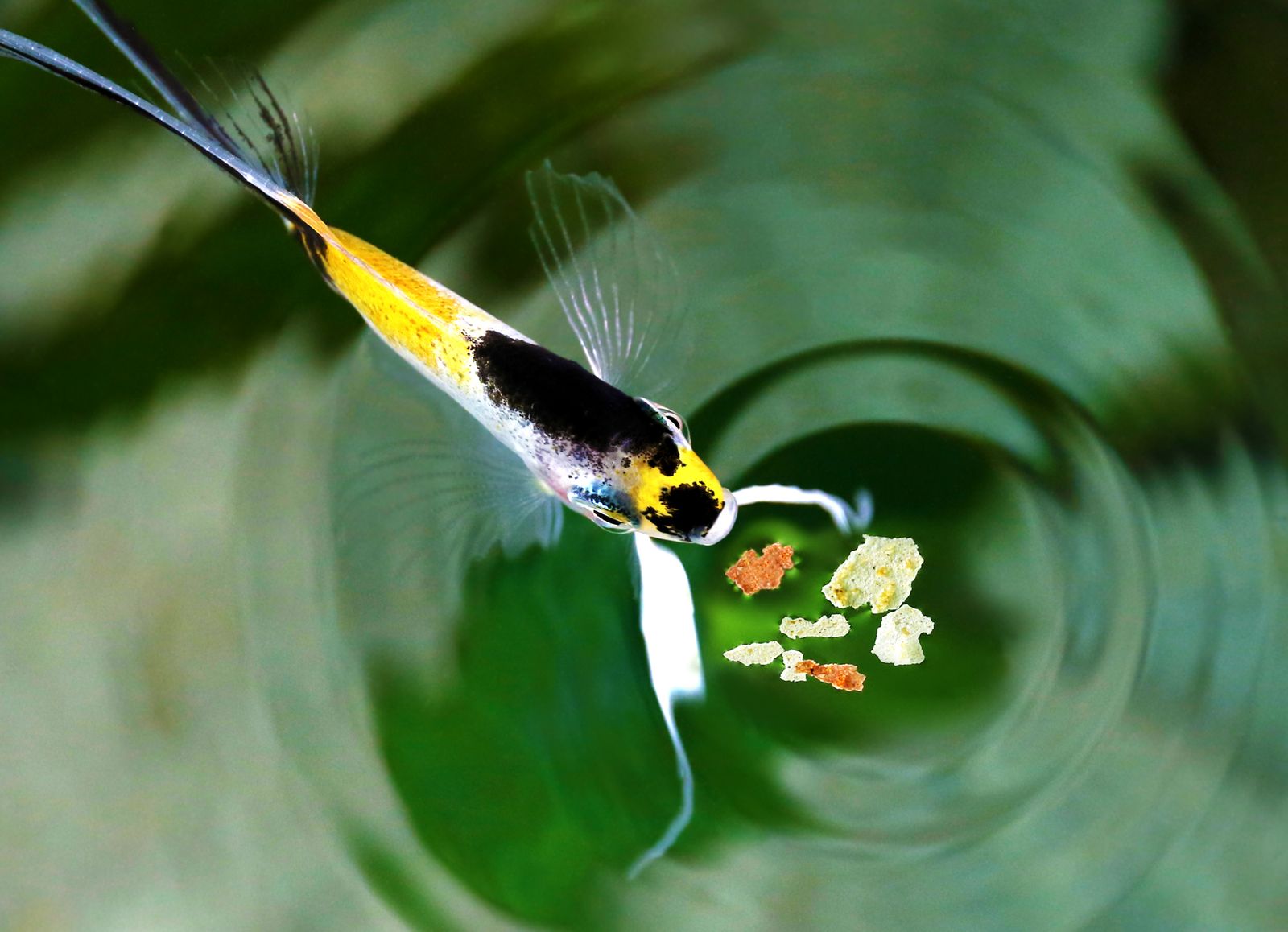 comida=para=peces
