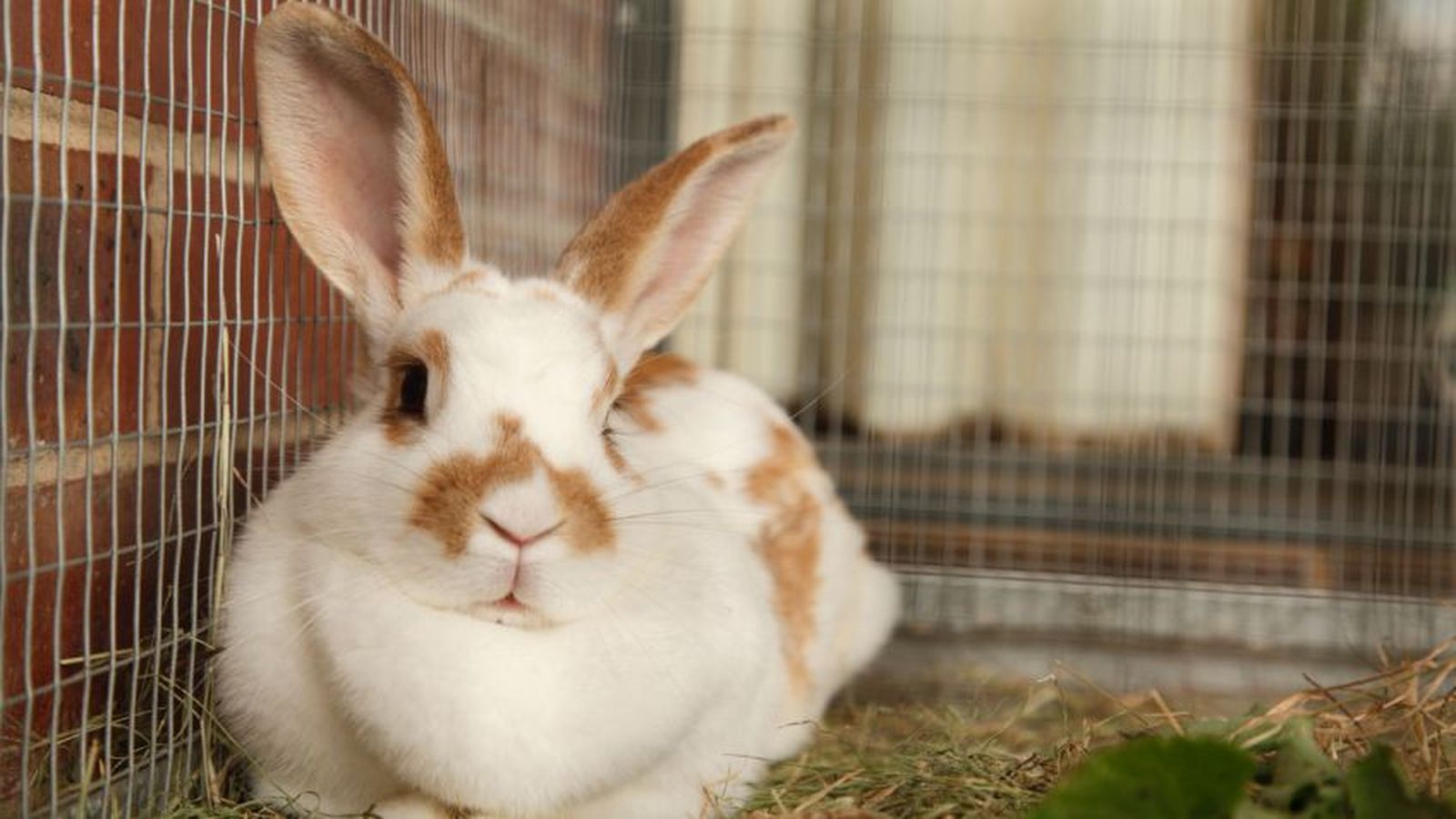 conejos son lagomorfos 848x477x80xX[1]