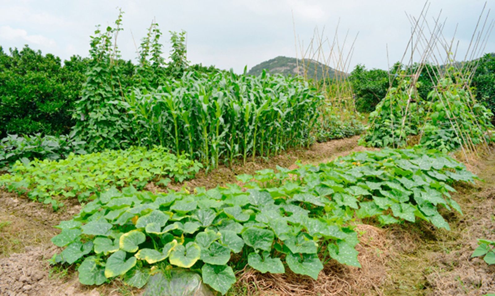 BRICO_JARDIN_310_Cómo retirar las judías viejas de la huerta