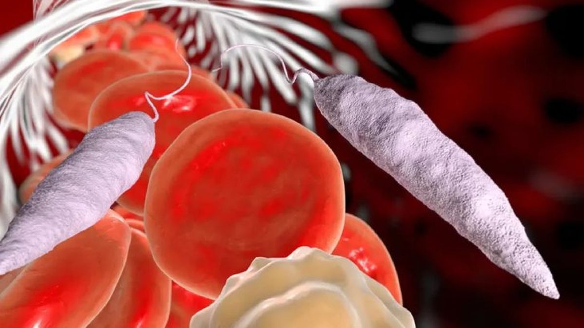leishmaniosis canina 1