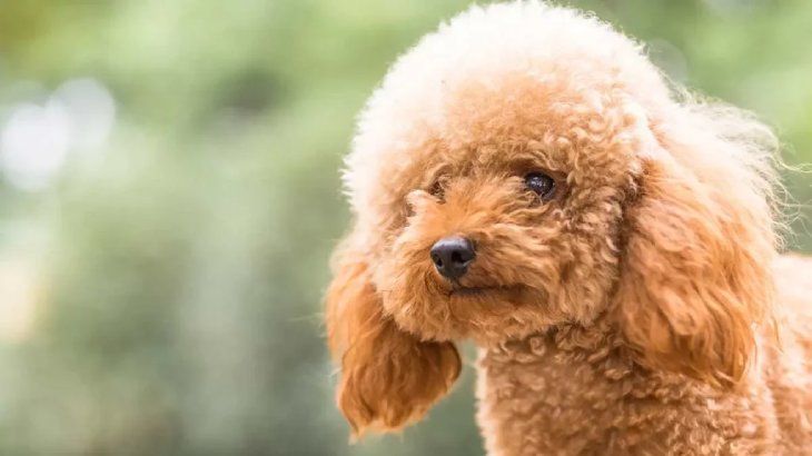 perros mas inteligentes caniche