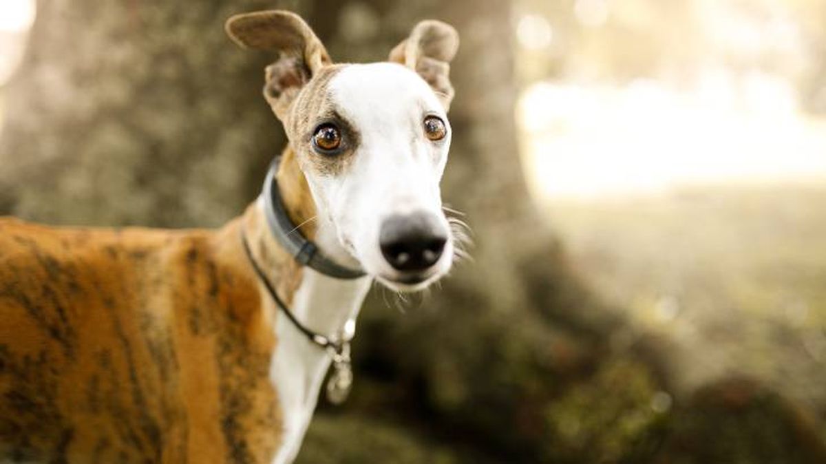 Conoce las características físicas del perro Whippet