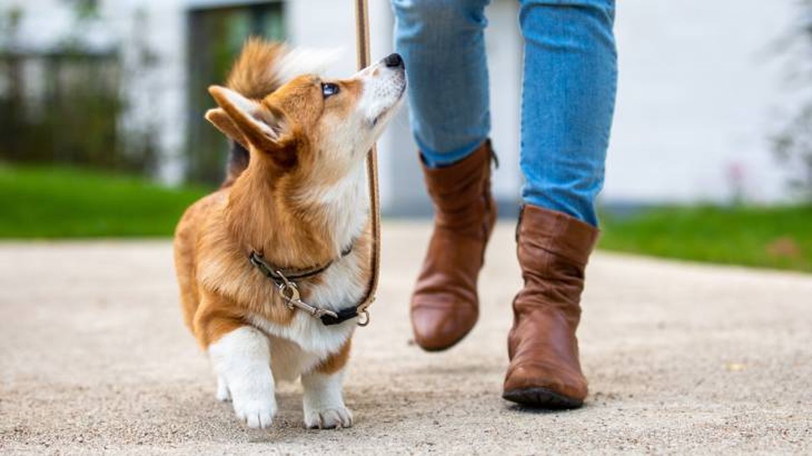 El primer paseo de un cachorro tiene que estar bien pensado