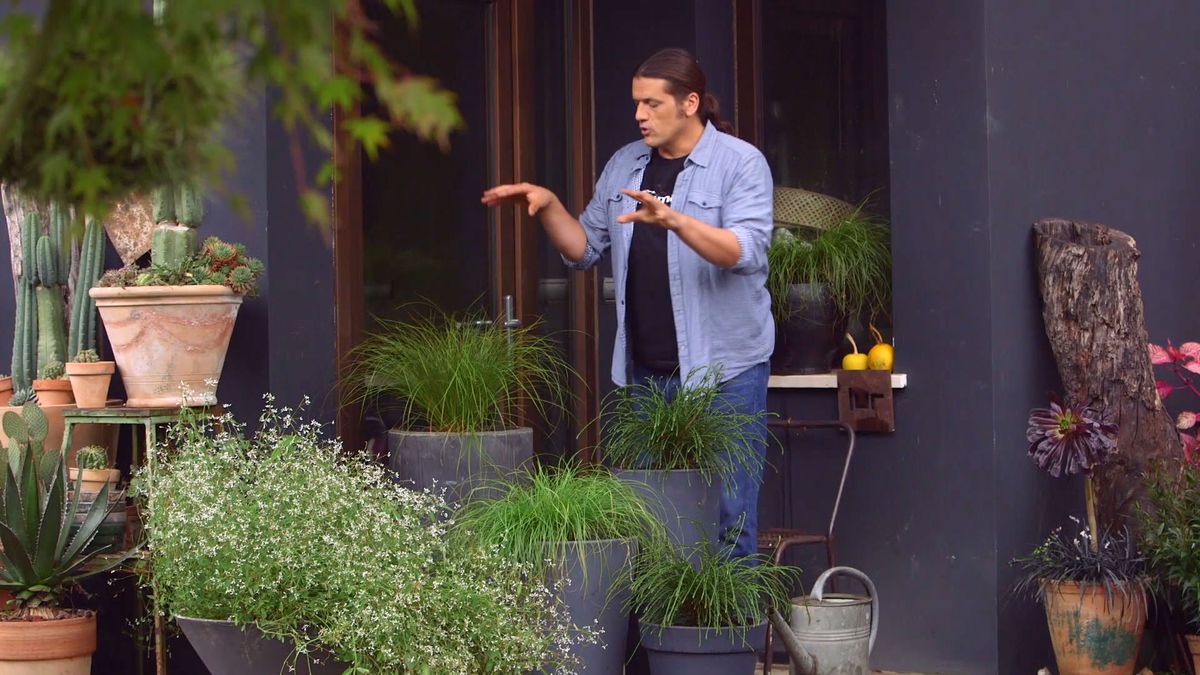 brico 931 3 thuya plicata composicion