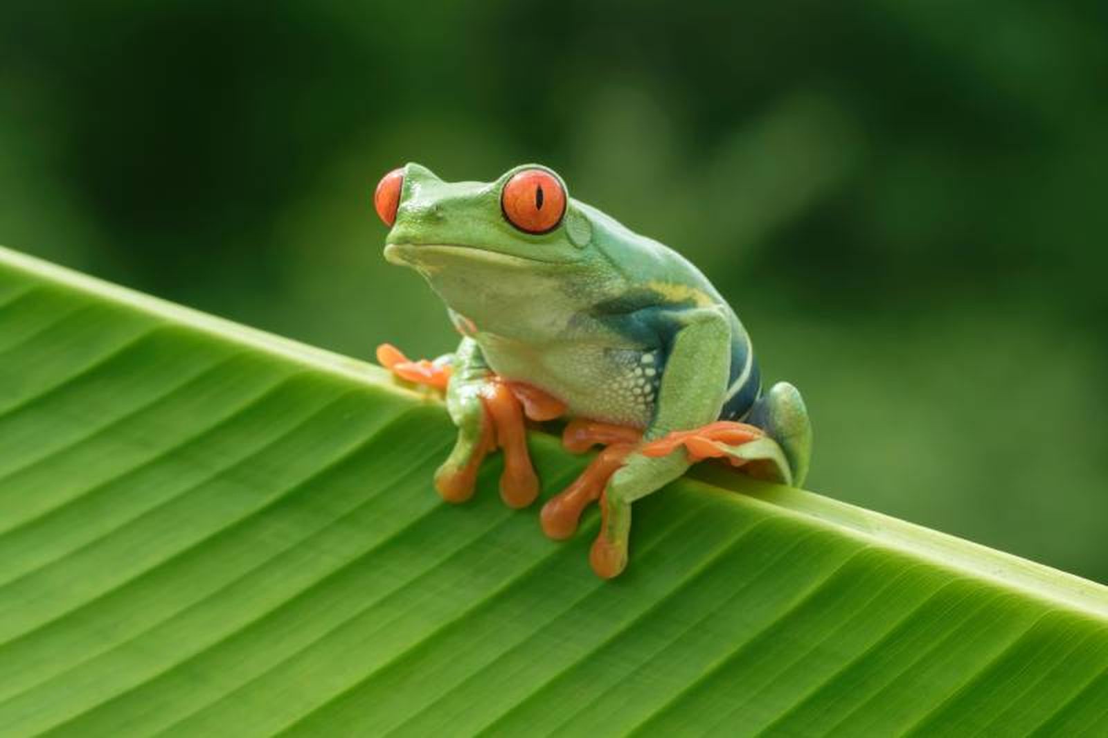 Las ranas arborícolas son principalmente insectívoras.