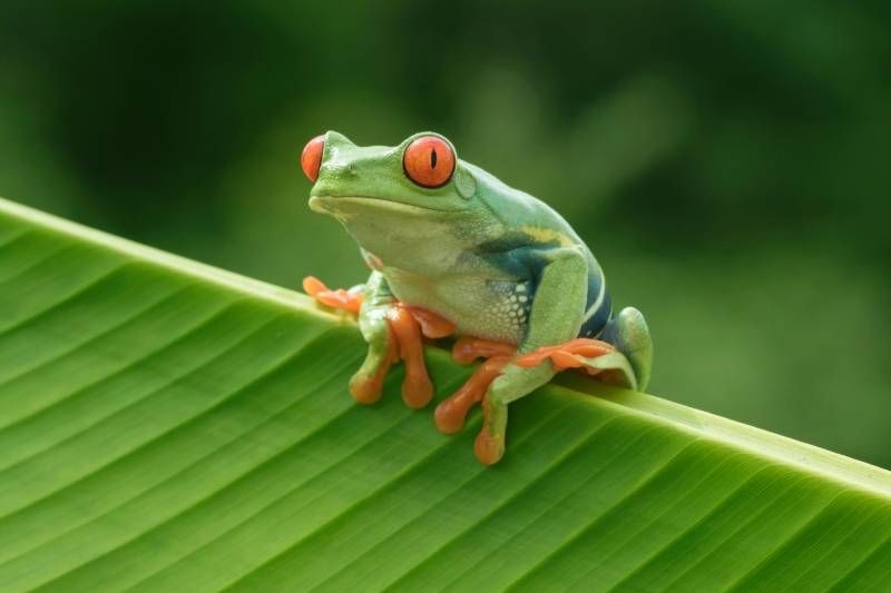 Las ranas arborícolas son principalmente insectívoras.