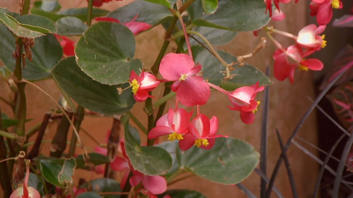 deco 0656 composicion fucsia iresine begonia dragon