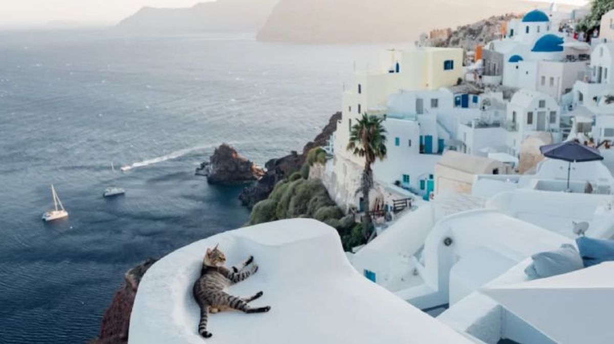 nombres griegos para gatos 3