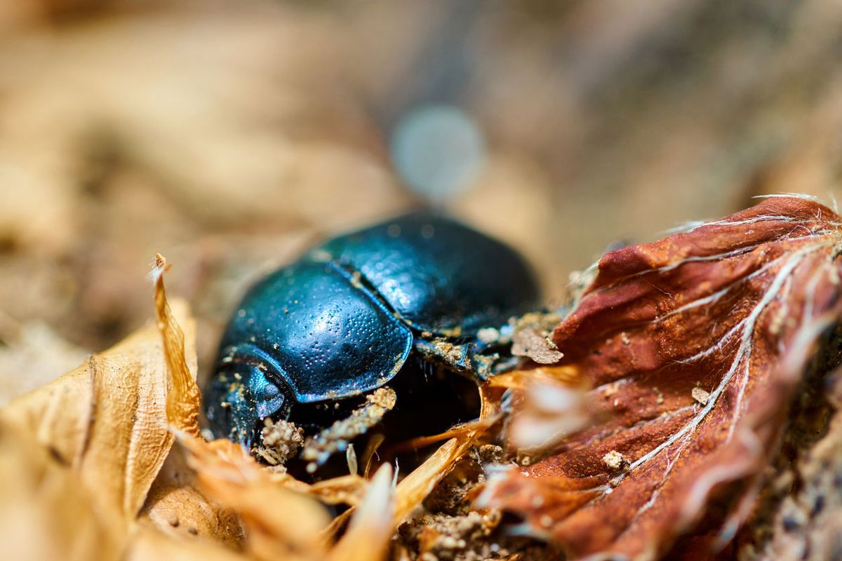 animales que dan buena suerte escarabajo azul