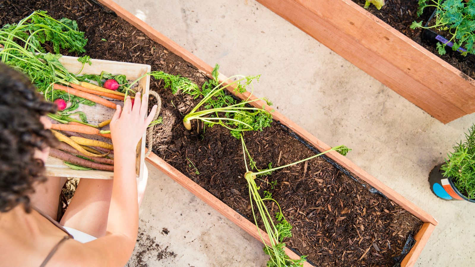 como sembrar trasplantar cosechar huerto xl