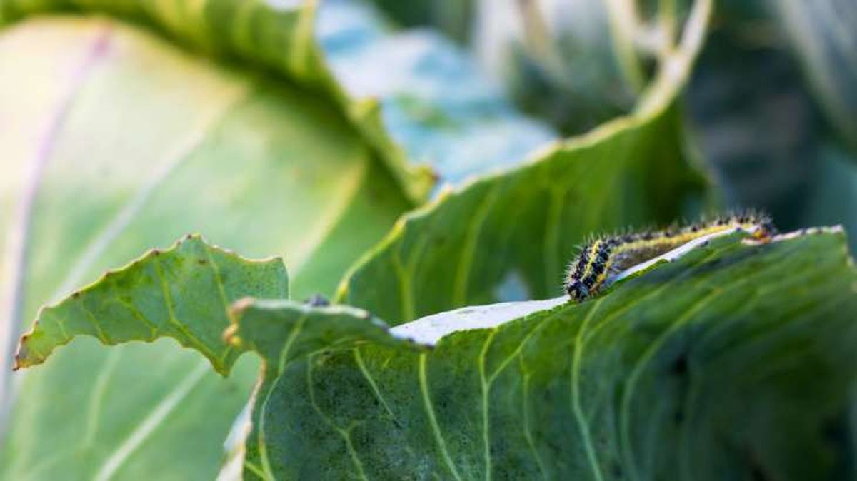 ruga en planta de coliflor