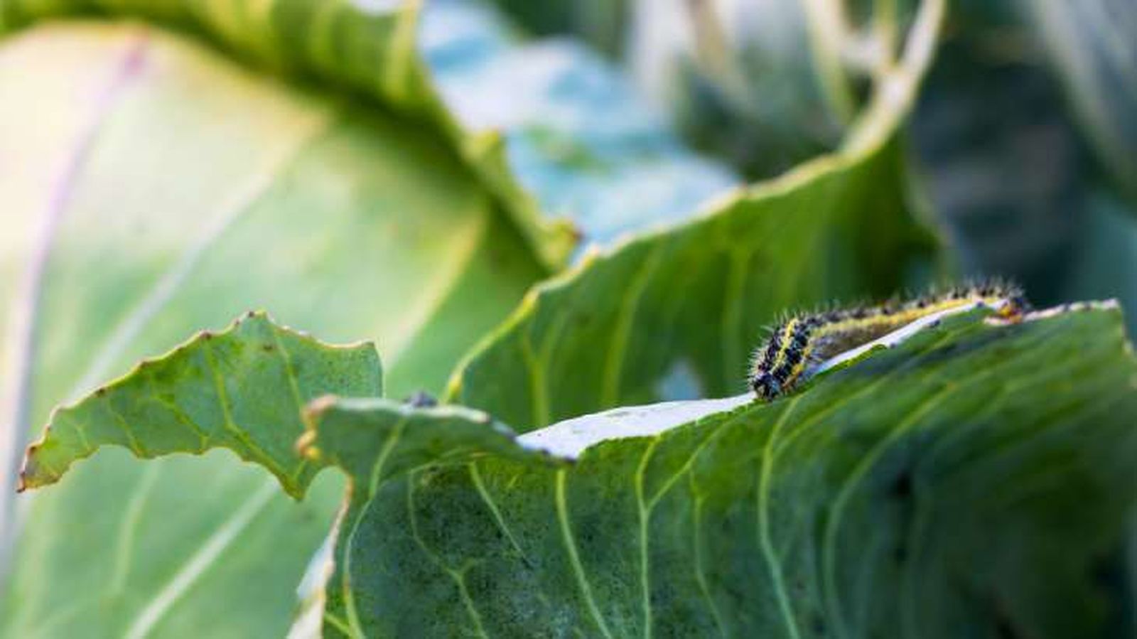 ruga en planta de coliflor