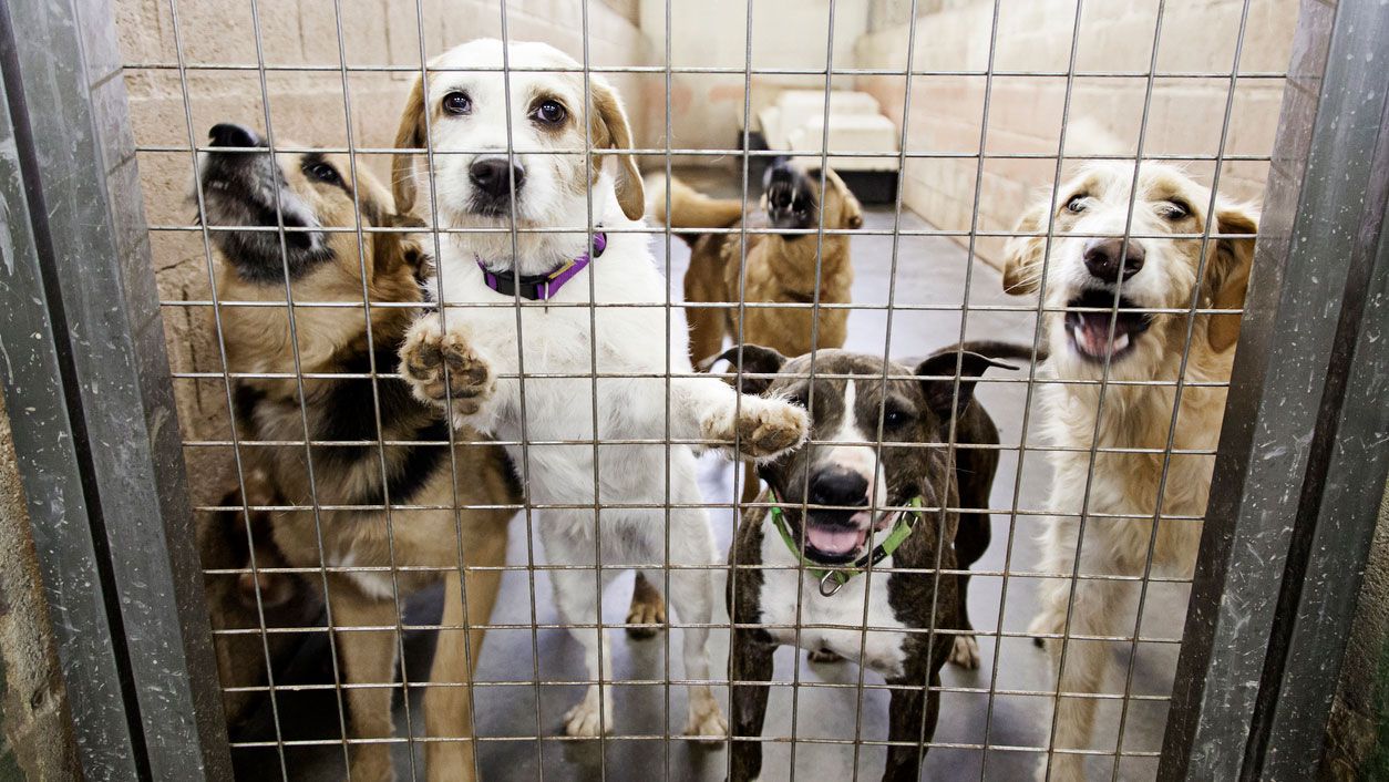 perro refugio