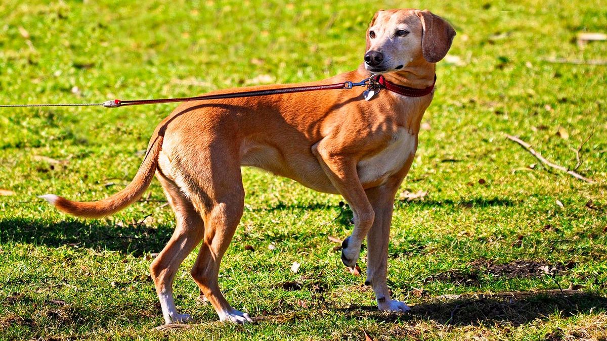 tipos de correas para perros