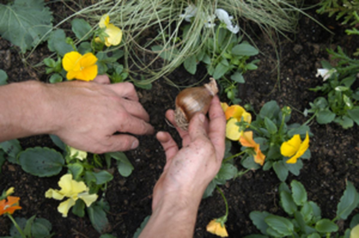 Flores de invierno en parterre   paso 6