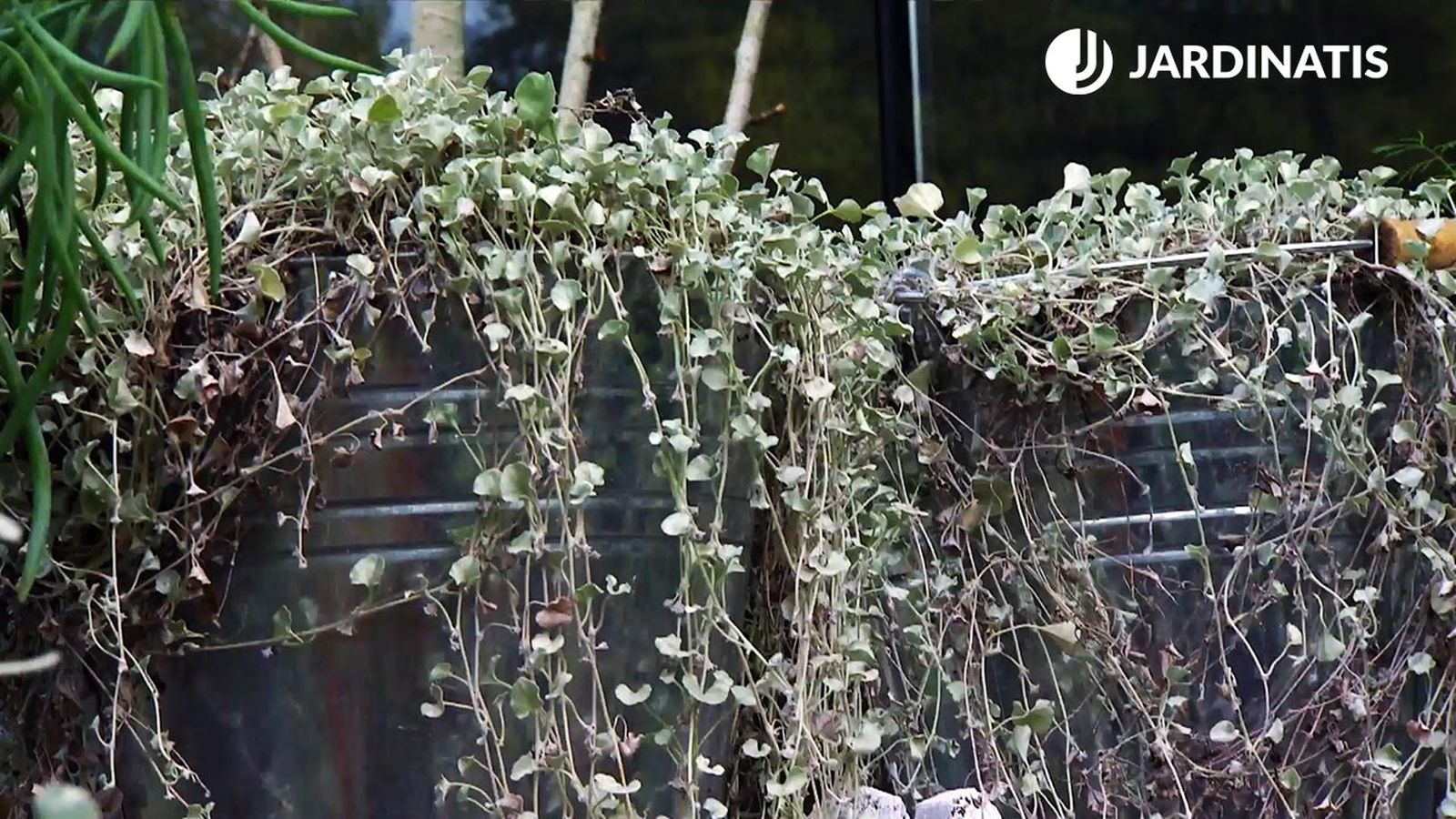 deco0665 jardineria dichondra repens silver falls xl