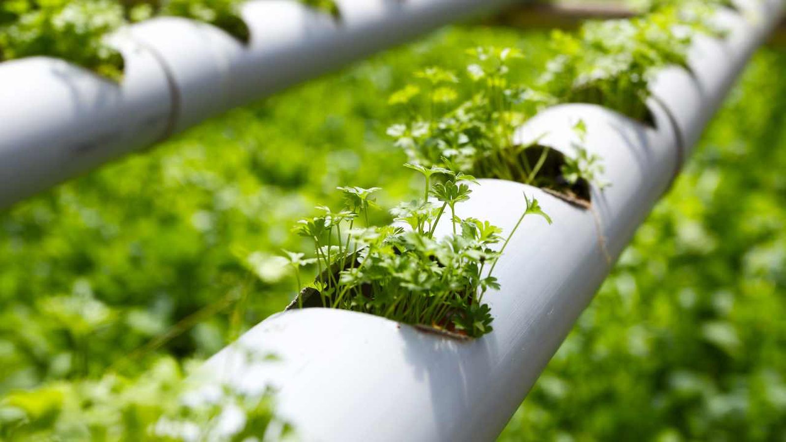 sistema hidroponico xl