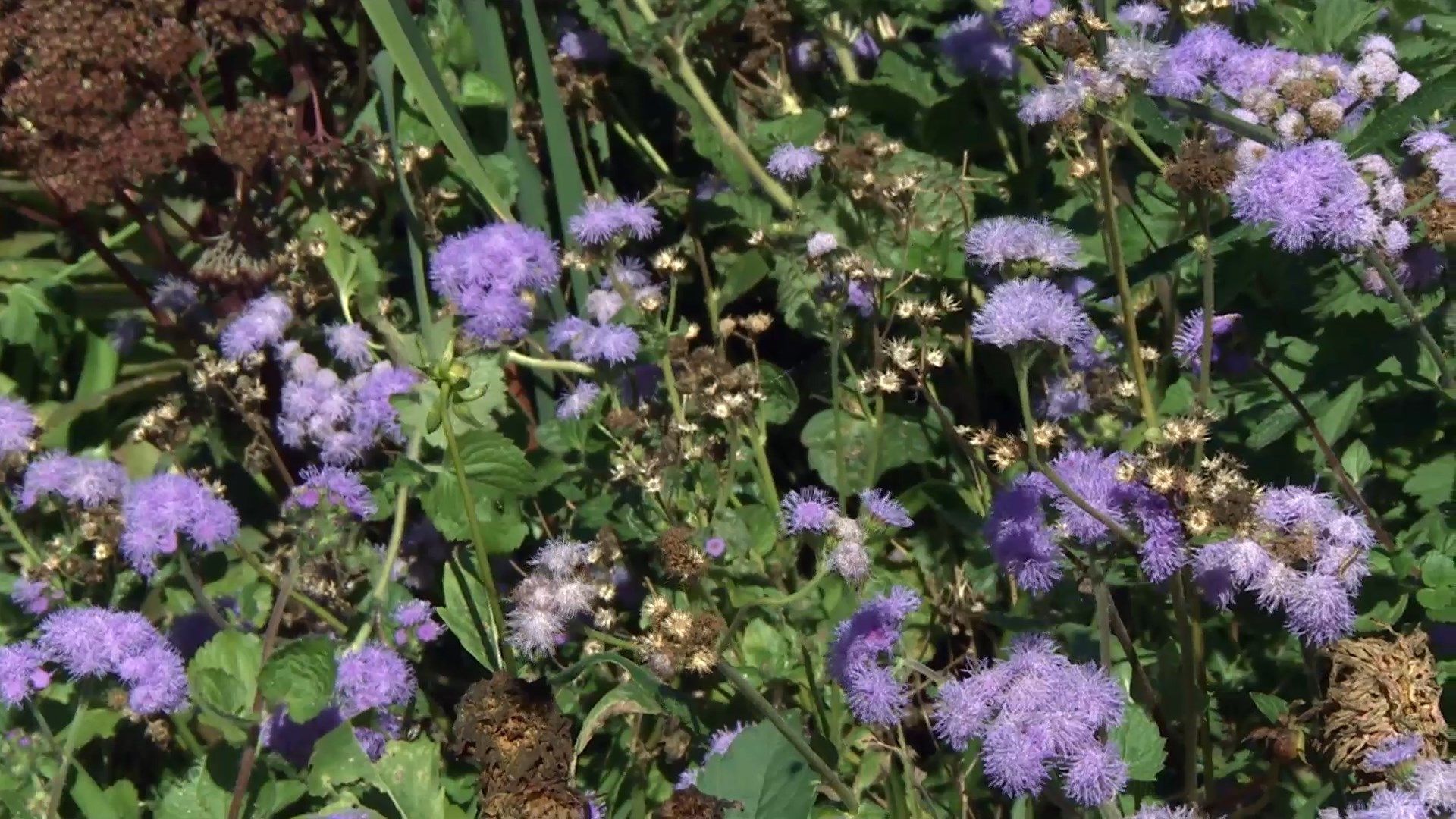deko 708 jardineria parterre otono ageratum