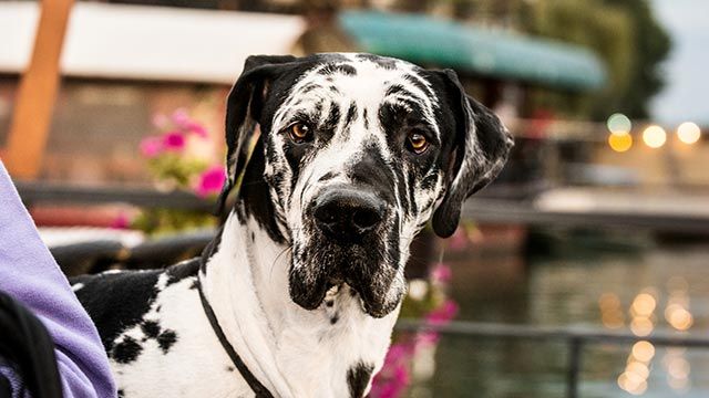gran danes