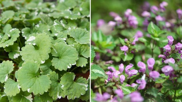 Glechoma hederacea variegata Lamium maculatum