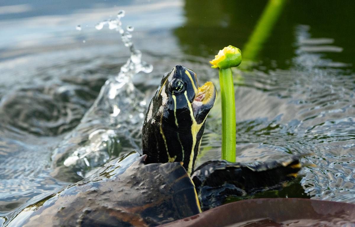 que comen las tortugas de agua alimentacion reptiles