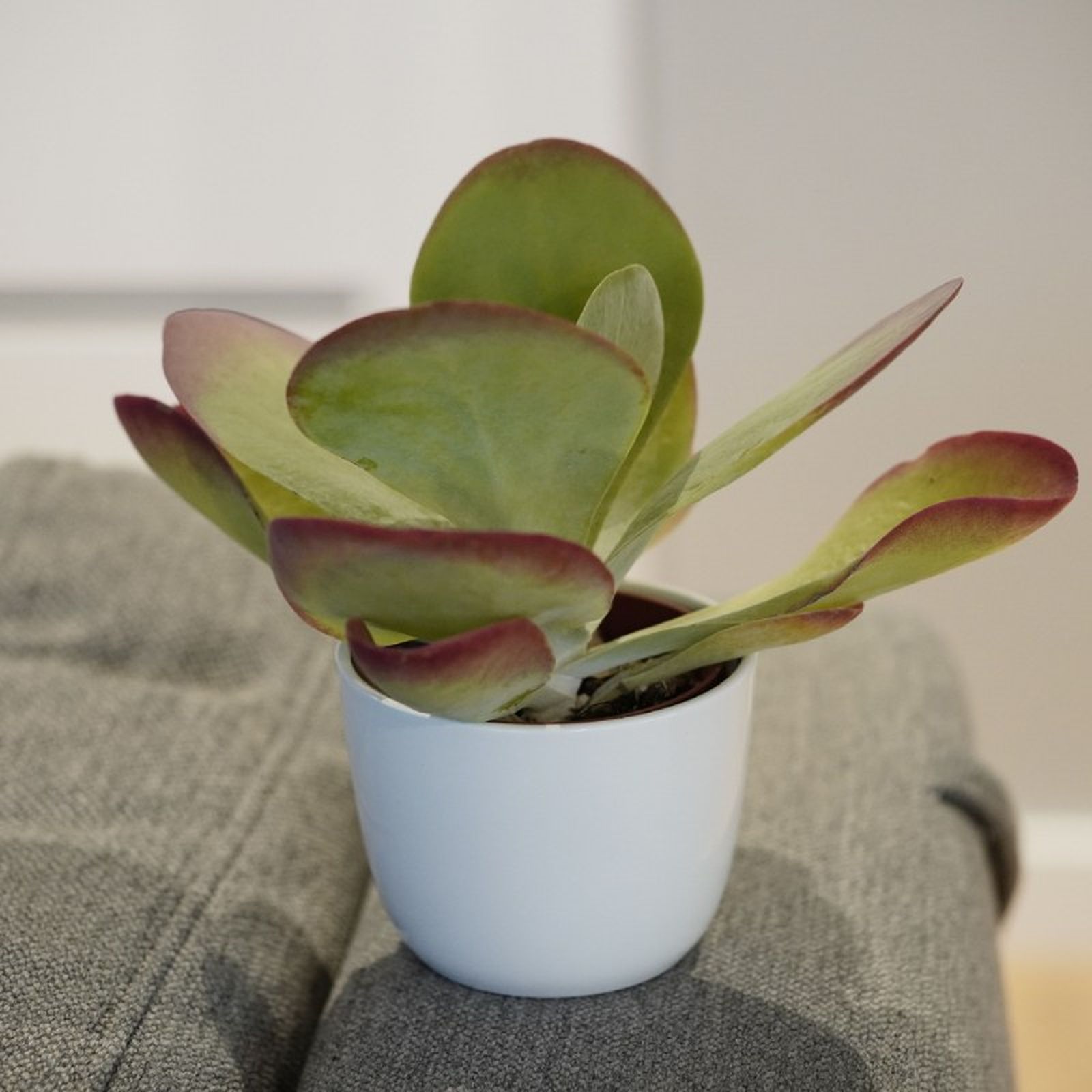 El Kalanchoe thyrsiflora requiere un suelo que drene de forma correcta