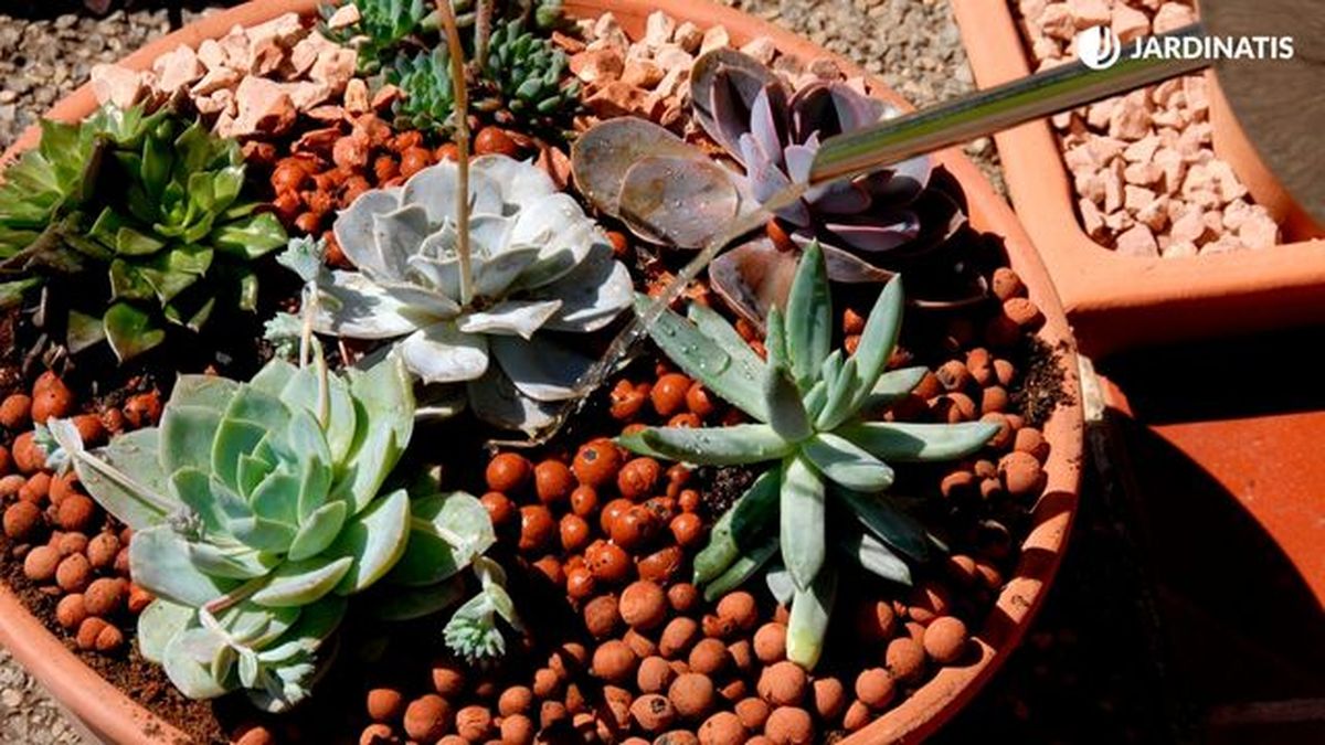 Composición de echeverias y plantas crasas en exterior