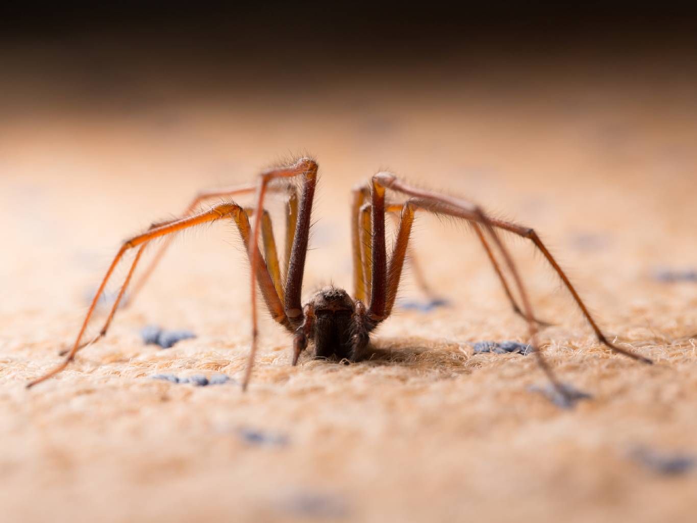 Es importante conocer que las arañas son depredadores eficientes de insectos.