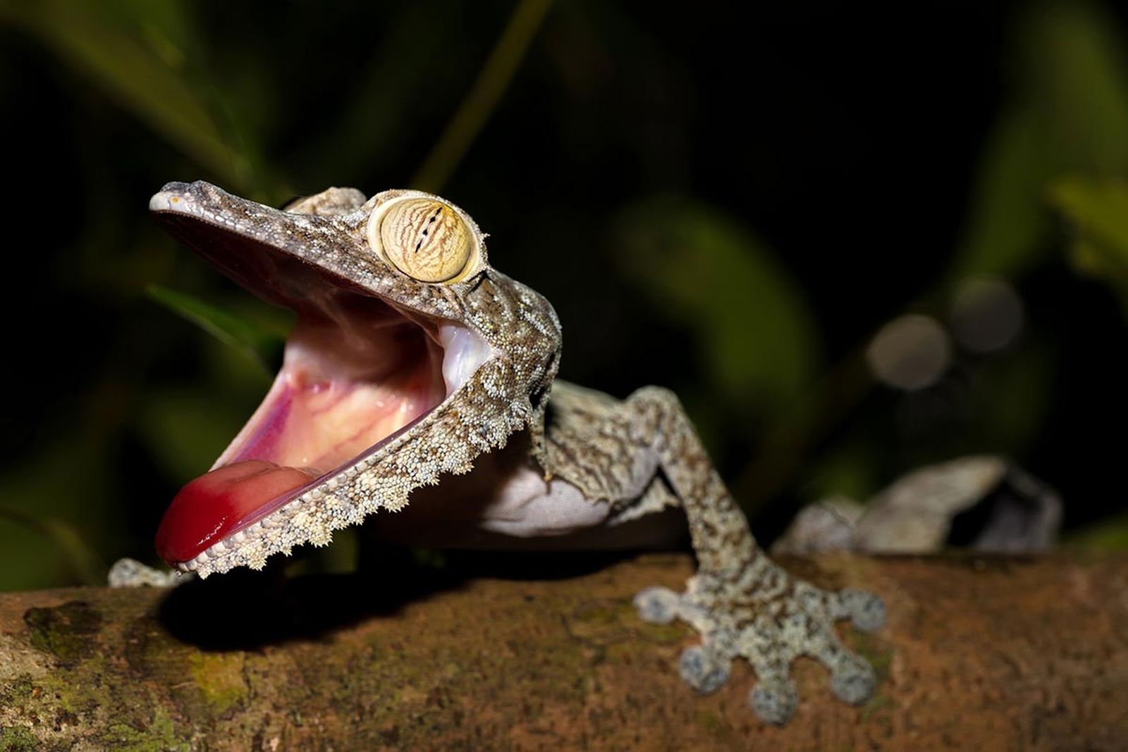 reptiles gecko cola de hoja3