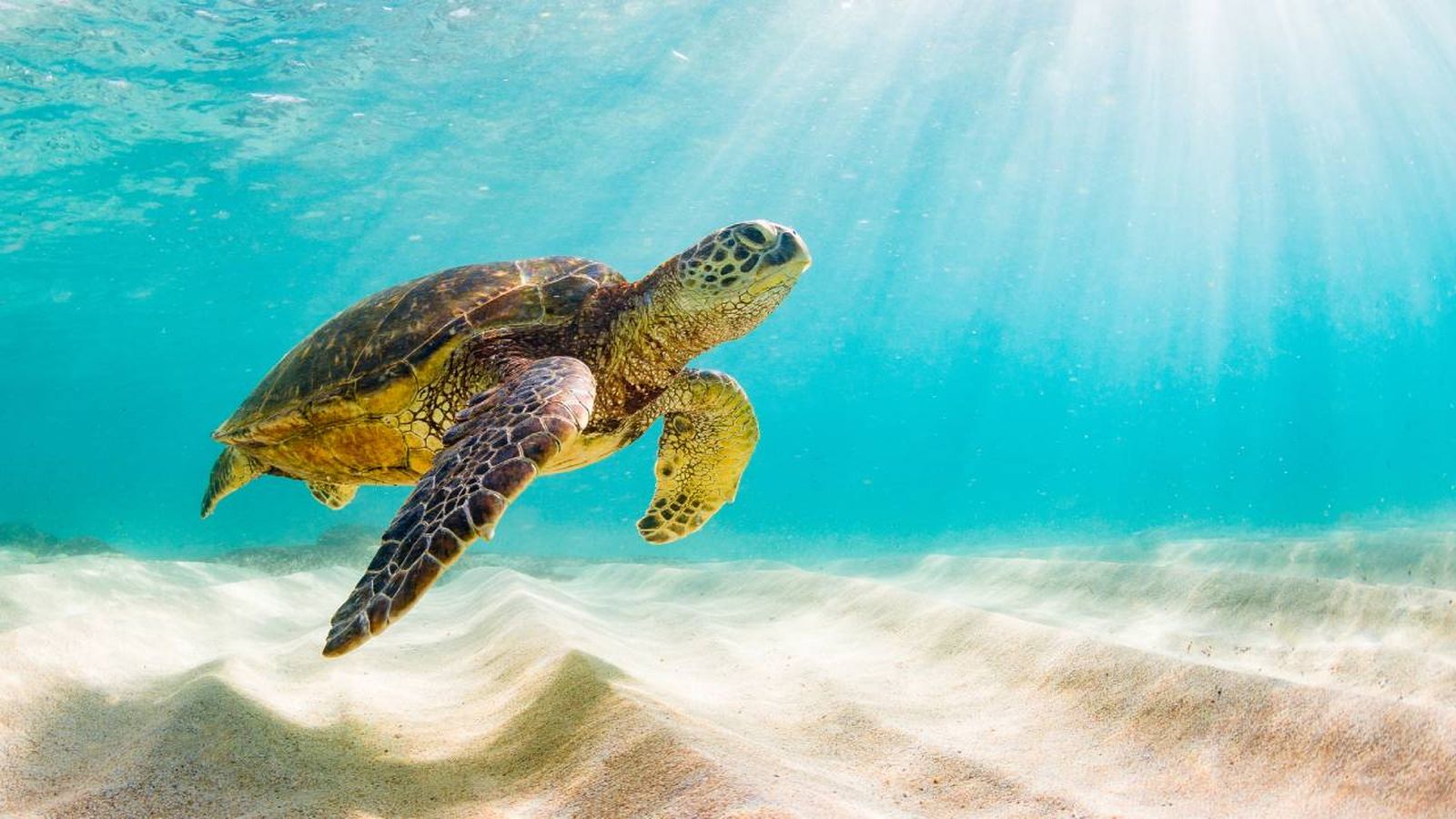 La tortuga hawaina es un animal marino de gran tamaño