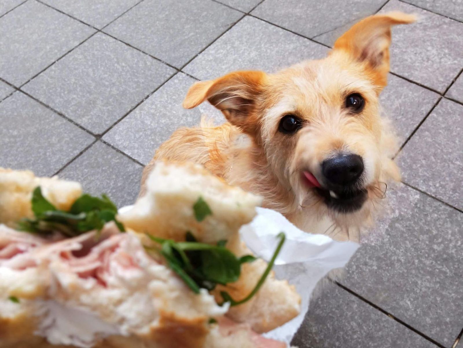Perro mirando un bocata