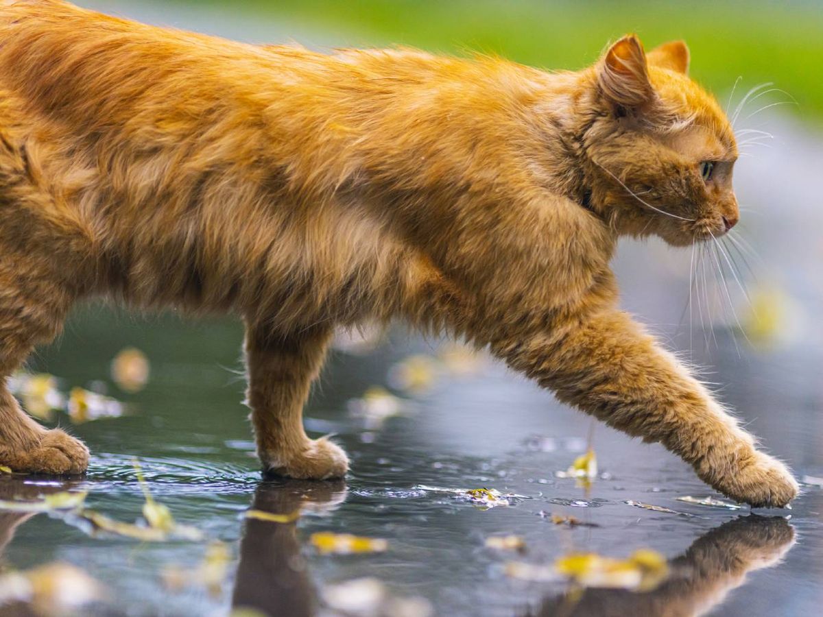 Nunca hay que dejar a nuestra mascota que beba o juegue en charcos o zonas encharcadas.