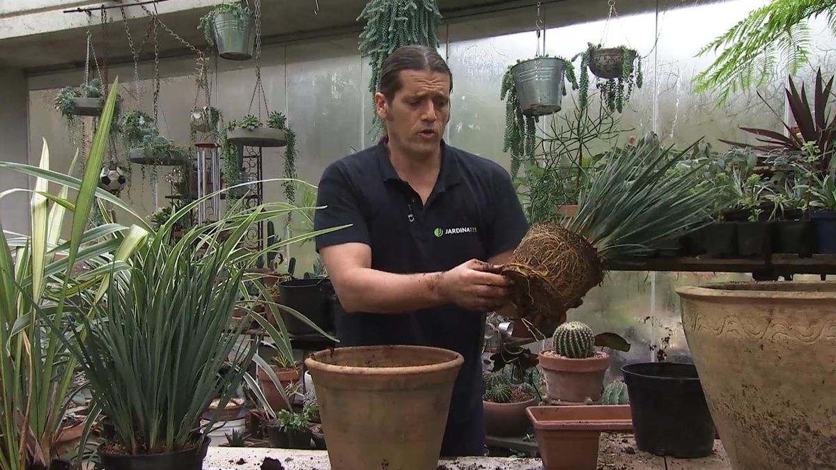 deco 768 jardin Dianella tasmanica little rev maceta