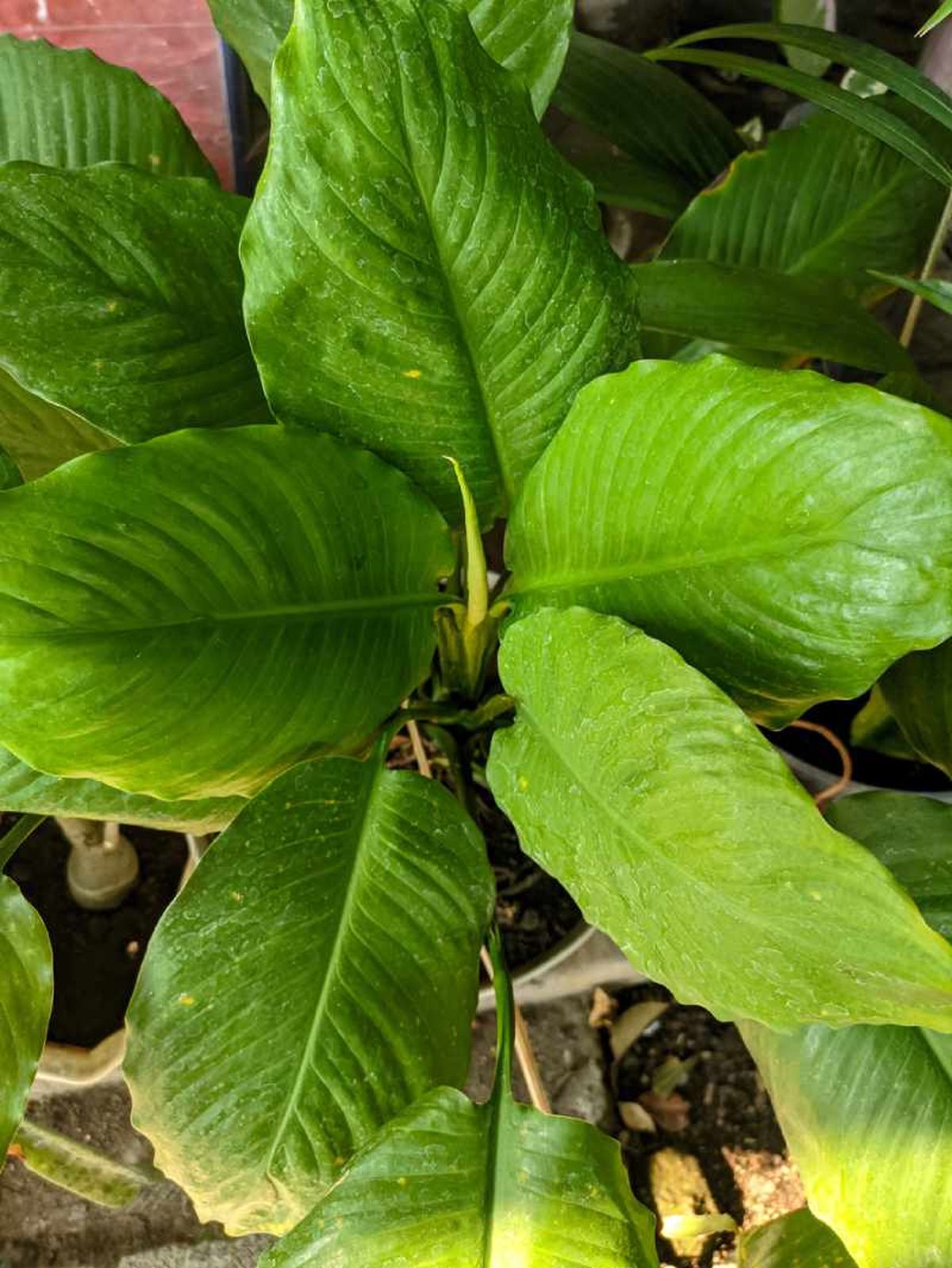 Spathiphyllum Mauna Loa.