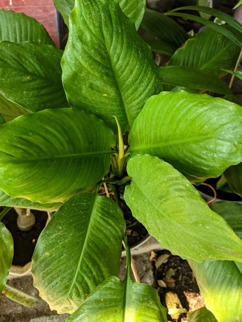 Spathiphyllum Mauna Loa.